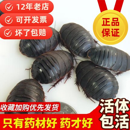 大母虫活体土元地鳖虫种虫产卵母土鳖接骨虫用礼品500g包邮