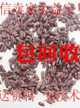 土元优质地鳖虫卵孵化出虫率高