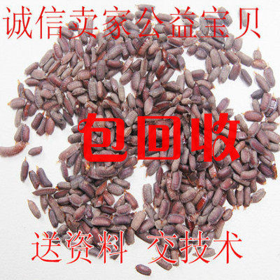 土元优质地鳖虫卵孵化出虫率高