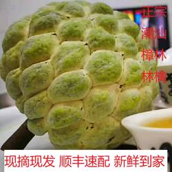 潮汕正宗樟林林檎广东优稀名果现摘现发新鲜到家