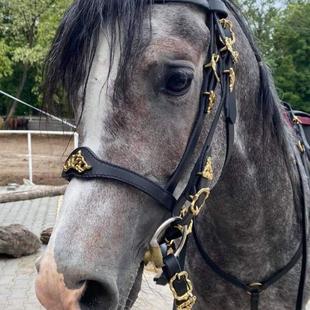 波兰代购 ▽ 手作精良配饰黑色舒适耐用皮革马术马具抛光缰绳水勒