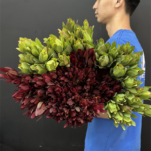 同城甄选南非进口鲜花速递全国木百合花期长耐用日常瓶插