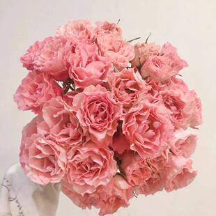 同城甄选肯尼亚进口花材鲜花速递Constellation星座多头玫瑰10支