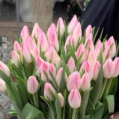 荷兰进口花材白粉色单瓣郁金香