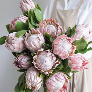 南非进口花材鲜花速递全国红粉白色帝王花鲜切花多款1支可做干花