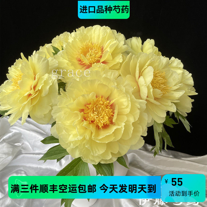 精品芍药花速递日本进口品种黄色牡丹东方金芭茨拉顺丰三件包邮