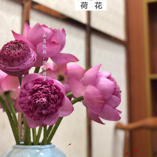 泰国莲花鲜花速递全国蟠桃重瓣白色粉色荷花莲蓬家庭用花5支新品