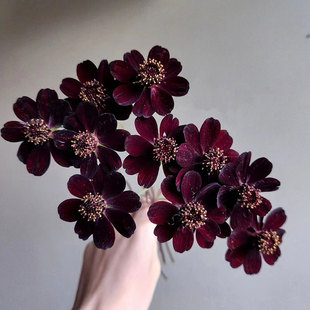 精品花材秋英鲜花全国速递家庭室内插花高端小众有质感鲜切花新品