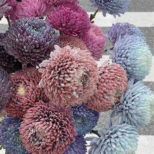 年宵花卉马来西亚进口花材鲜花速递全国牡丹菊鲜切花家庭插花5支