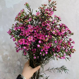 南非进口腊梅鲜花速递全国配花插花公司家庭用花期长