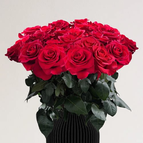 厄瓜多尔原色MammaMia妈妈咪呀