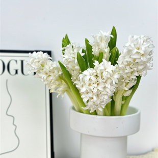 荷兰进口精品小众稀有花材风信子鲜切花鲜花速递全国家庭插花养花