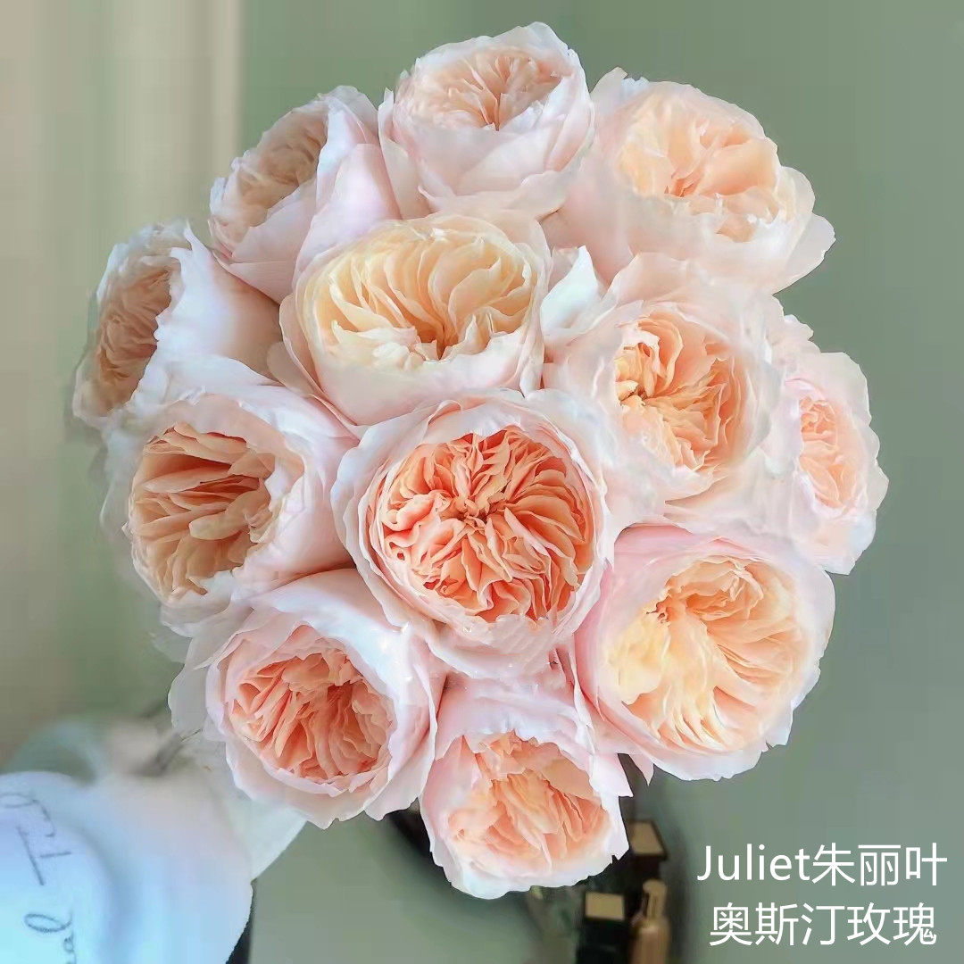 奥斯汀玫瑰花朱丽叶肯尼亚进口