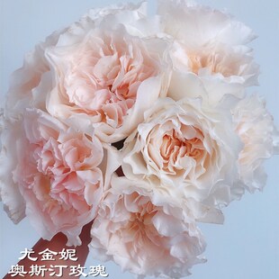 肯尼亚进口鲜花EUGINIE大卫奥斯汀尤金妮玫瑰鲜切花家庭用花10支