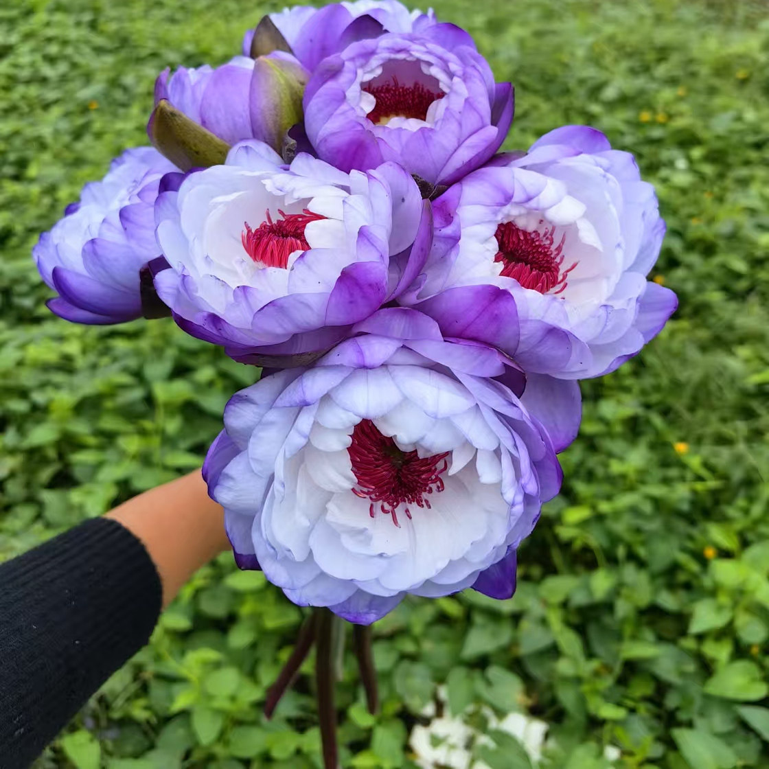 小众稀有花材澳洲进口睡莲