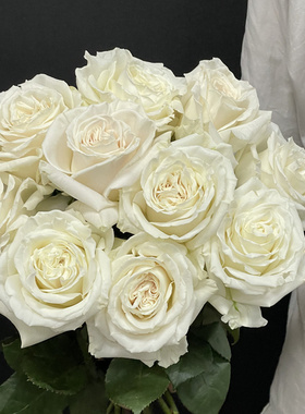 厄瓜多尔进口花材鲜花速递playa blanca白色沙滩玫瑰花10支新品