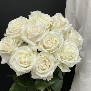 厄瓜多尔进口花材鲜花速递playa blanca白色沙滩玫瑰花10支新品