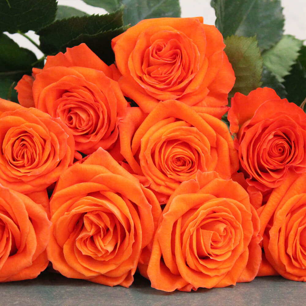 同城甄选厄瓜多尔进口Orange Only仅限橙色原色玫瑰鲜花10枝新品,鲜花速递/花卉仿真/绿植园艺,花材,淘宝优惠券,粉丝福利购,淘宝优惠卷