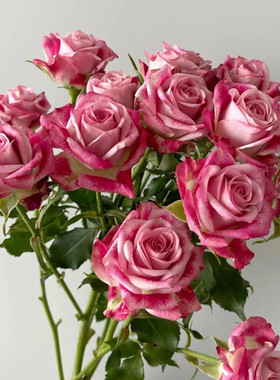 肯尼亚进口花材鲜花Flinders Lane弗林德巷多头油画玫瑰花12支