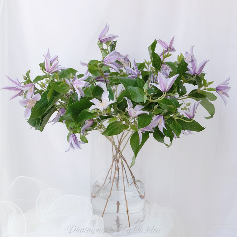 荷兰进口花材星河铁线莲精品鲜花