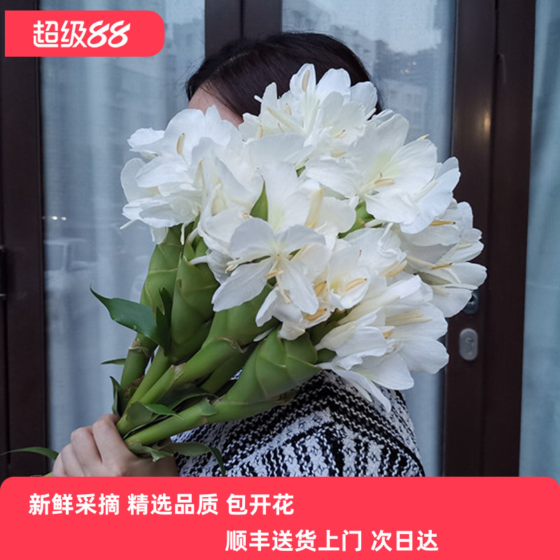 当季新鲜品质姜花鲜切花次日达