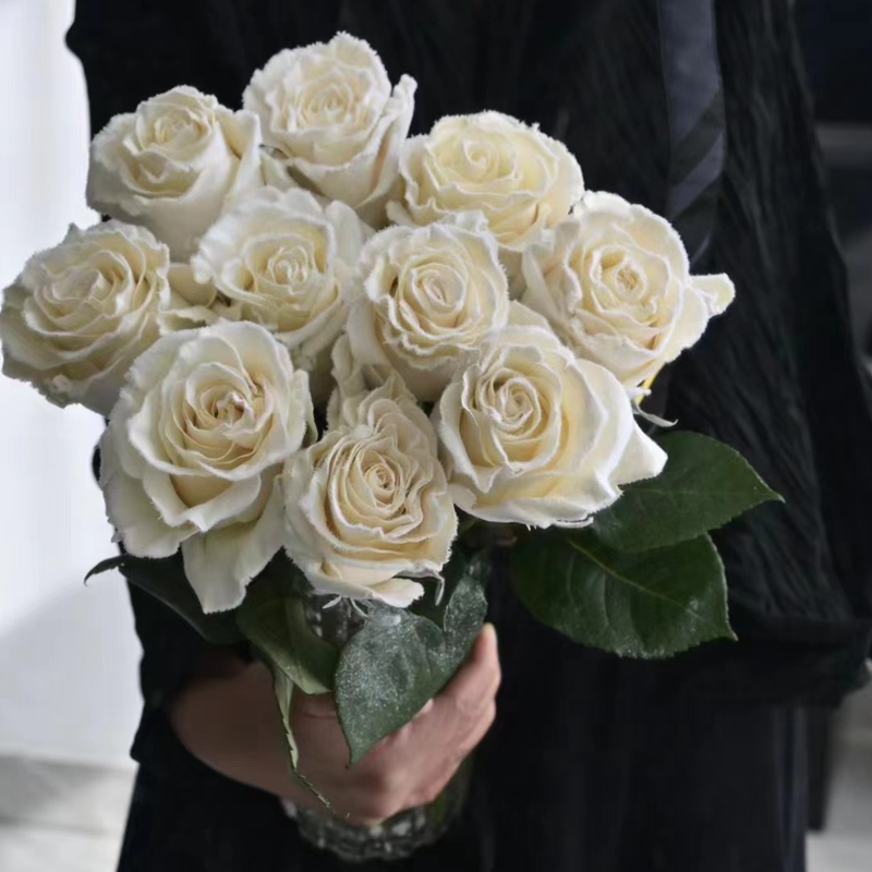 染色玫瑰花白色天鹅绒厄瓜多尔进