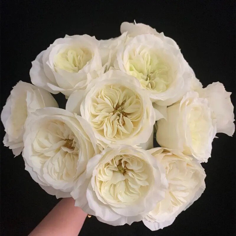 尼罗娜大卫奥斯汀玫瑰花肯尼亚