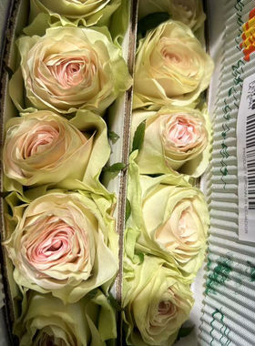 同城甄选小众鲜花厄瓜多尔原色Marzipan杏仁糖玫瑰鲜切花10支新品