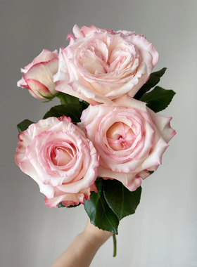 精品肯尼亚进口花材鲜花速递JOYCE乔伊斯大花头香味花园玫瑰花