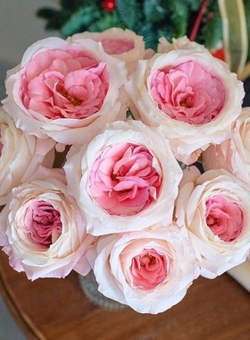 厄瓜多尔进口花材原色玫瑰花Bridal Pink梅拉新娘10支