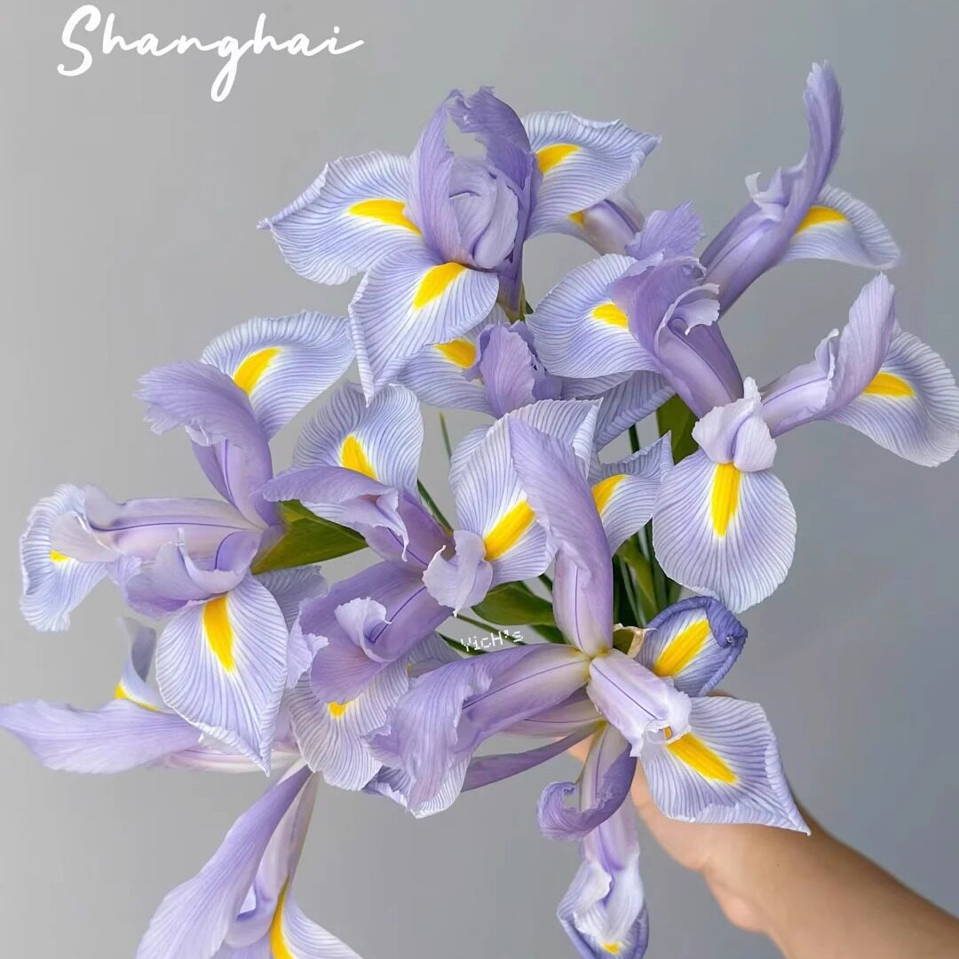 同城甄选精品国产鲜花速递进口种苗国内种植多色鸢尾花鲜切花一扎