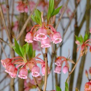 年宵花卉稀有金钟花吊钟灯笼花鲜切花全国速递水培小众枝条鲜花