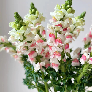 同城甄选精品小众鲜花波妞的花金鱼草鲜切花10枝家庭插花草花