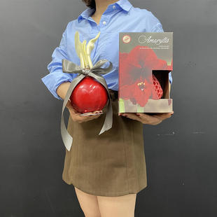 蜜蜡朱顶红鲜花荷兰进口鲜花全国速递种球无土无水种植球节日送礼