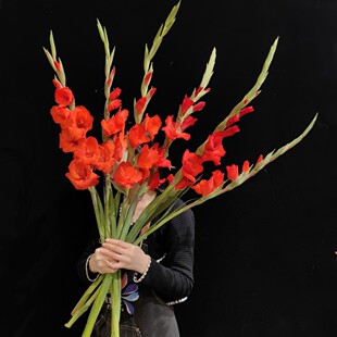 年宵花卉剑兰鲜花速递高品质鲜切花唐菖蒲步步高家庭插花顺丰包邮