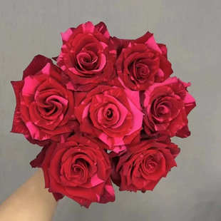 厄瓜多尔进口高端鲜花速递Red Panther 红色豹子玫瑰10支新品