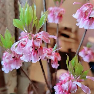 小众稀有金钟吊钟花鲜切花全国速递家庭水培鲜花1.5米邮费自理