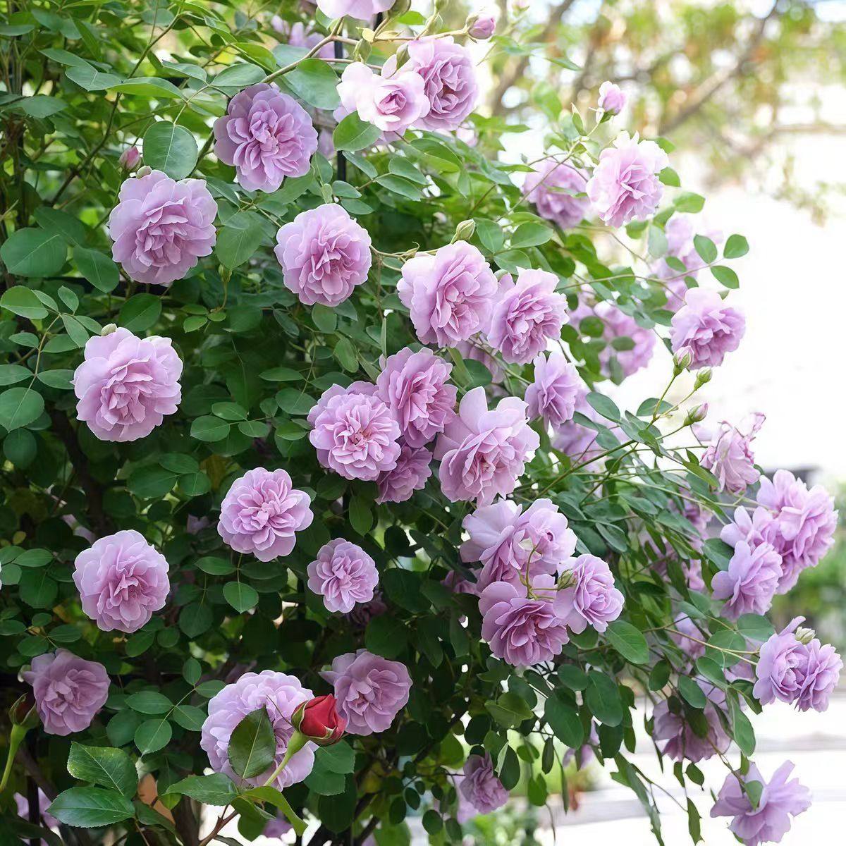 【顺丰包邮】蓝色阴雨藤本月季蓝紫色多头多季开花耐半阴盆栽苗,鲜花速递/花卉仿真/绿植园艺,月季/蔷薇/玫瑰,淘宝优惠券,粉丝福利购,淘宝优惠卷