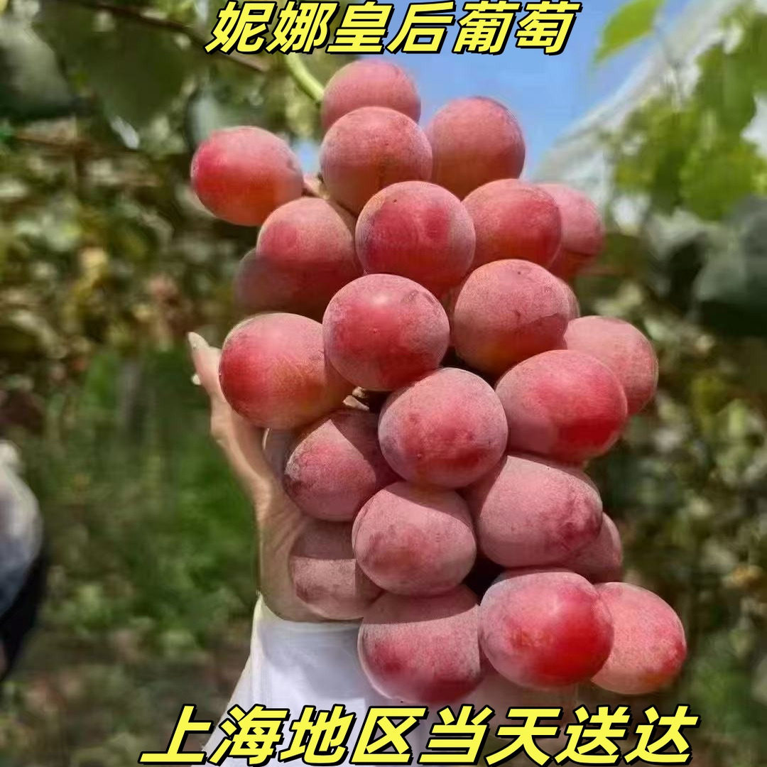 尼娜香味甜红色特别味道葡萄酒味