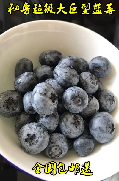 Peru imports Super large Air transport giant Blueberries Blueberry (6 Boxed)whole countryin the Aquatic meat/Fresh fruits and vegetables/Cooked , Fresh fruit , Blueberries  category - from Buy2taobao.com to provide professional Taobao agent buy service