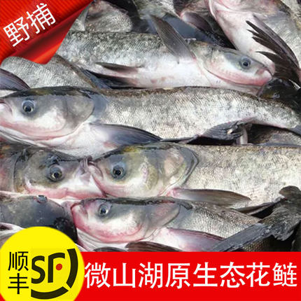 微山湖原生态花鲢鲜活胖头鳙鱼新鲜活鱼大头鱼活花鲢现杀乌鲢黑鲢
