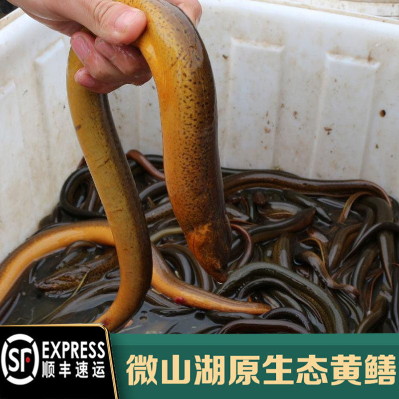 正宗野土新鲜鲜活黄鳝活鳝鱼长鱼活体现杀大黄鳝鱼小鳝片鳝丝鳝段