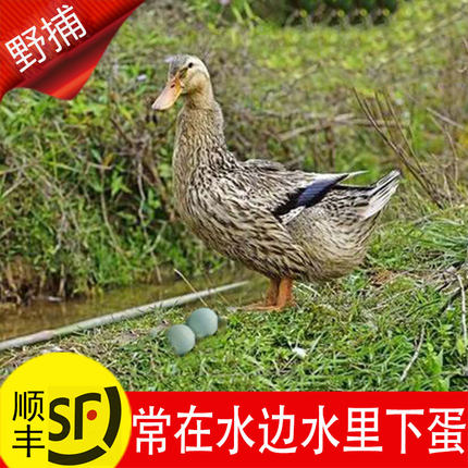 新鲜生鸭蛋正宗微山湖农家散养吞螺食蚌捉鱼虾草麻鸭蛋青壳皮绿土
