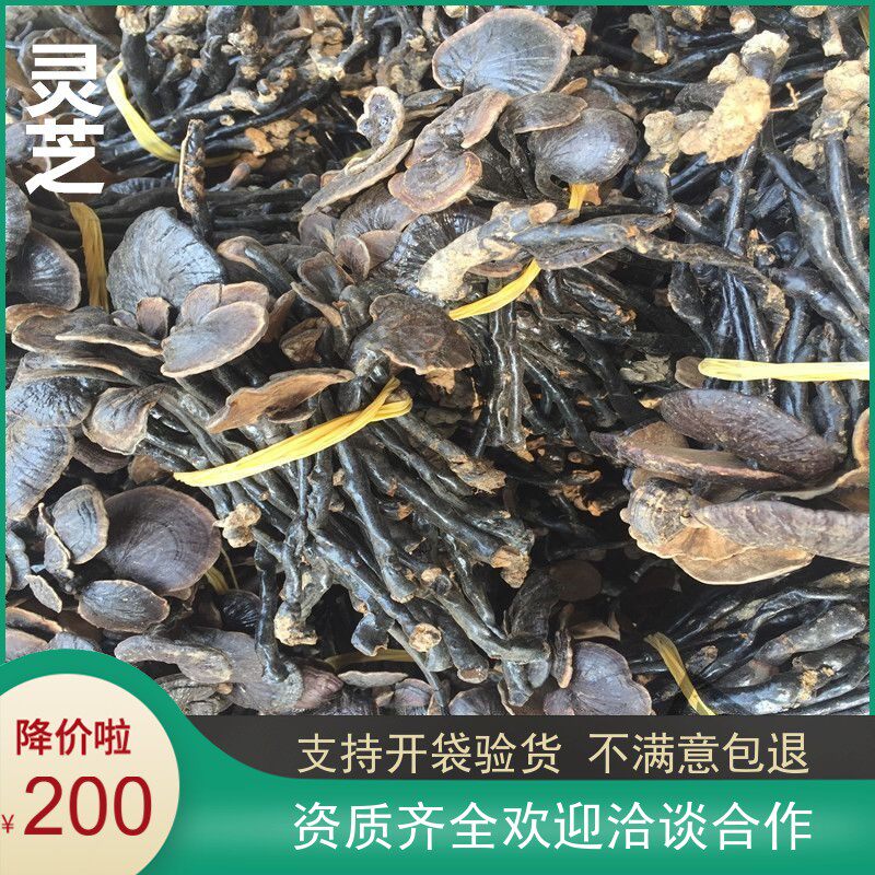 大鹏中药材灵芝/神芝/仙草/瑞草/黑灵芝500克200元