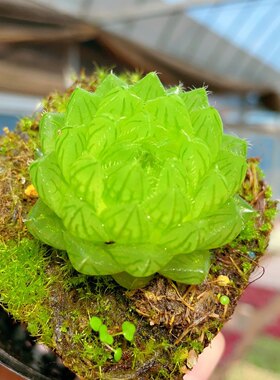 带盆土樱水晶玉露多肉