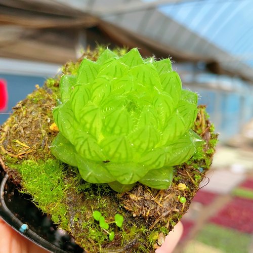 带盆土樱水晶玉露多肉