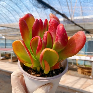 火狐狸多肉植物