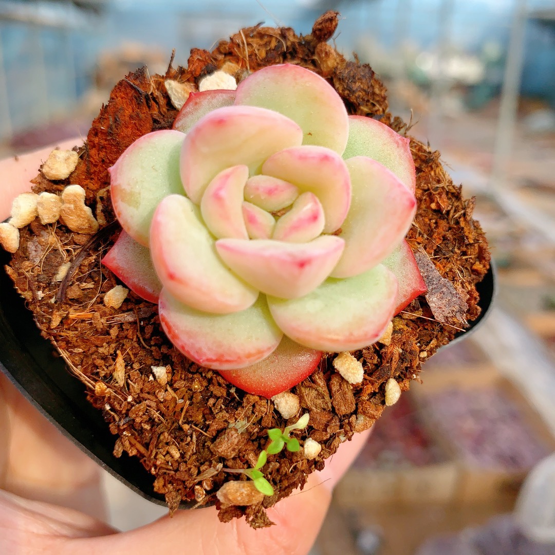 多肉植物轰动奶油泡芙草莓泡芙