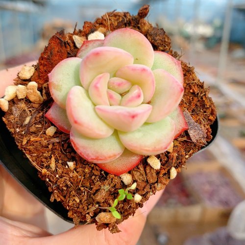 多肉植物轰动奶油泡芙草莓泡芙