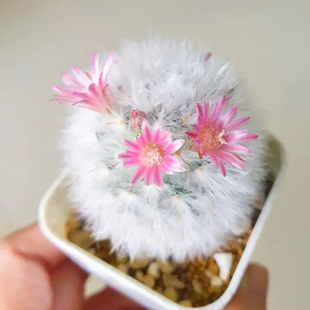 白云高砂多肉植物白色毛仙人球开花仙人球多肉植物